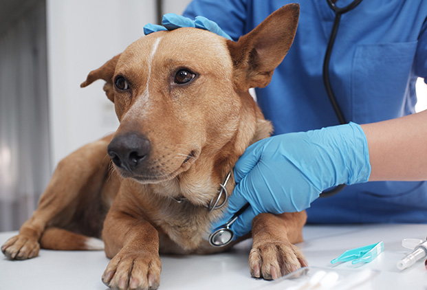Dermatologie chien & chat à Etoy – Clinique vétérinaire Vetmidi