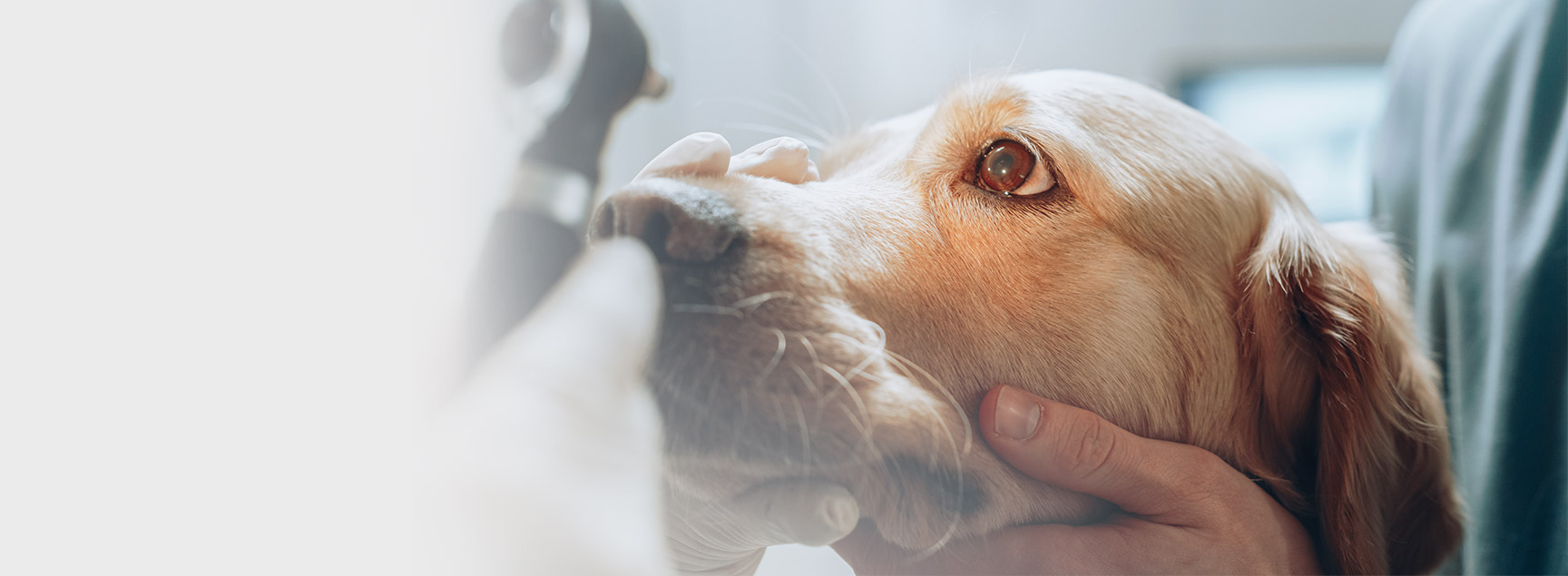 Ophtalmologie vétérinaire à Etoy : soins des yeux pour chiens et chats
