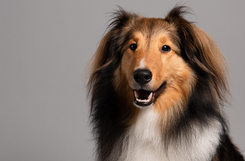 Prise en charge mini-invasive d’un mucocèle biliaire canin par cholécystectomie laparoscopique