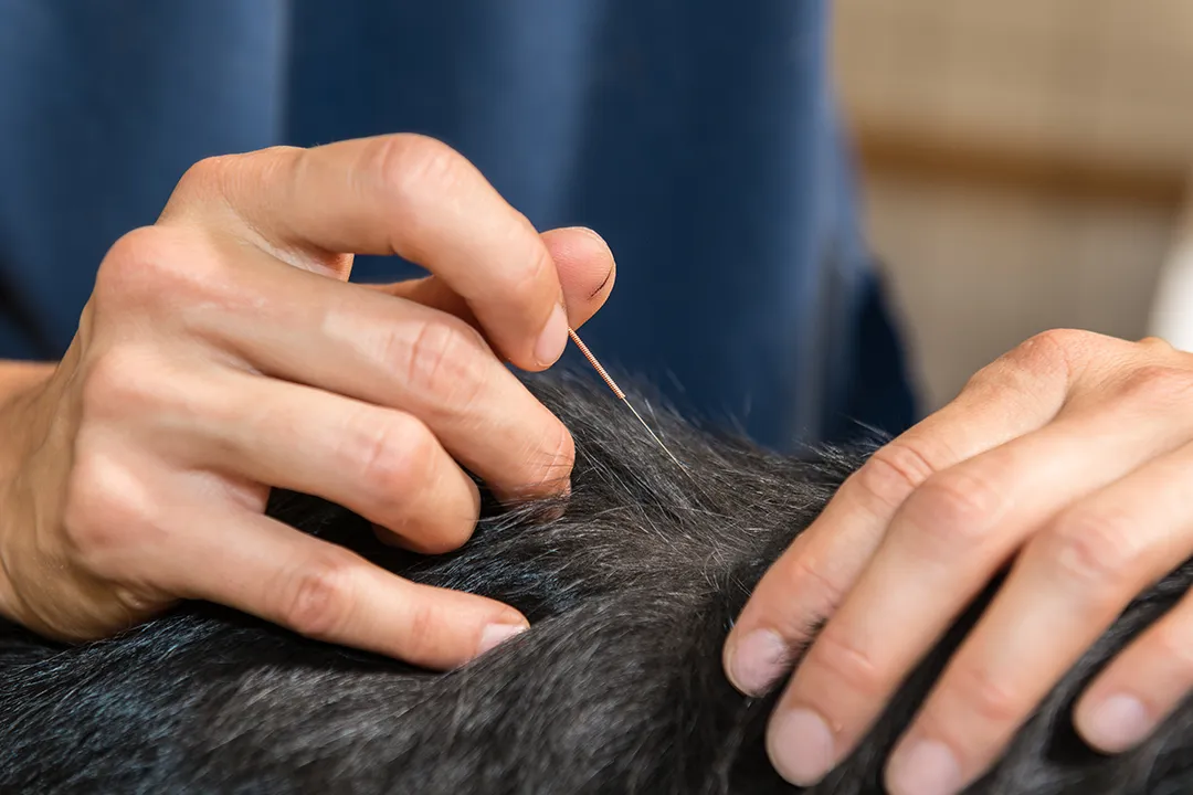 Acupuncture vétérinaire