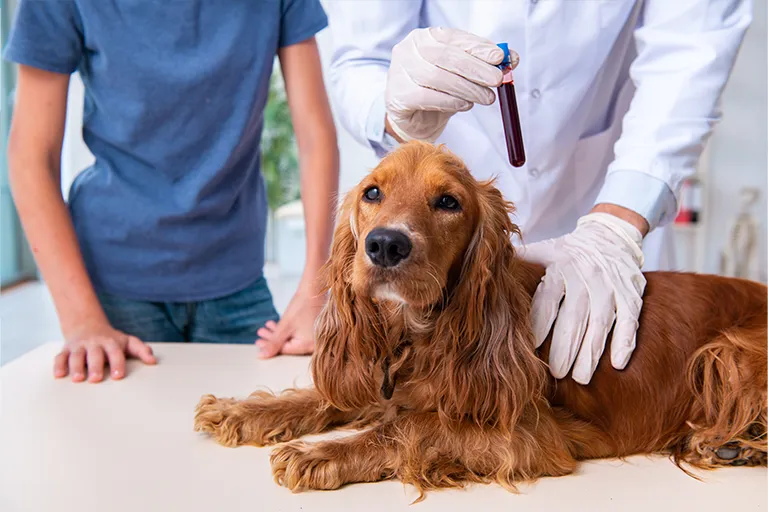 Analyses sanguines chez l’animal