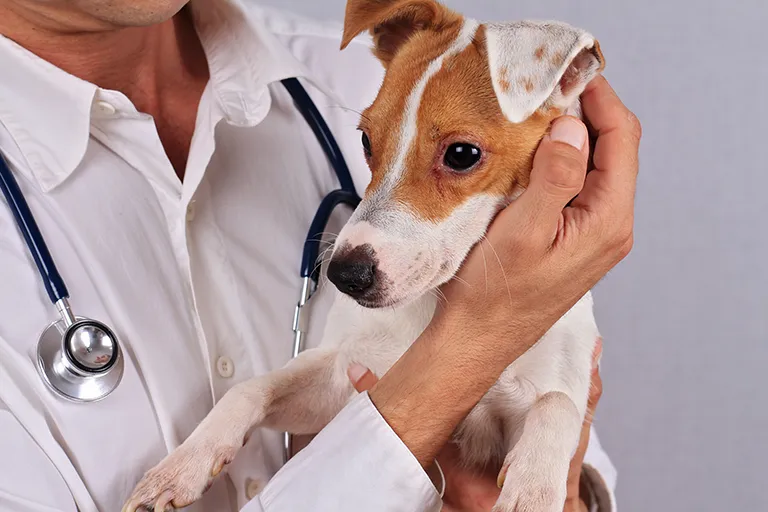 Problèmes de peau et de poils chez l’animal