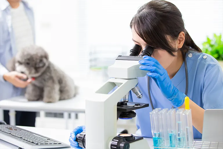 Microscopie vétérinaire