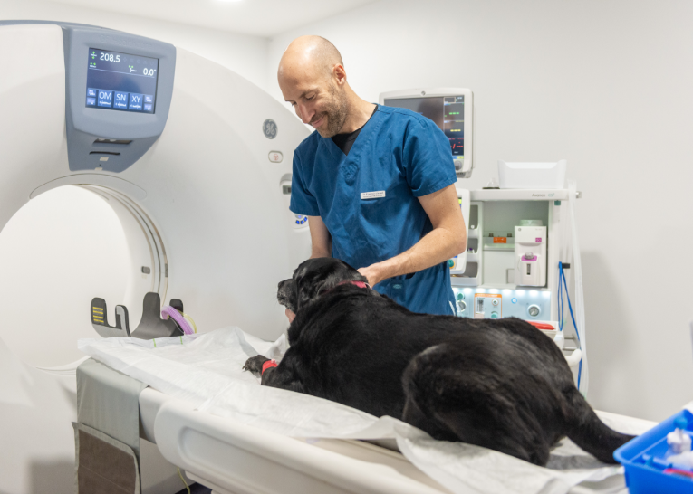 neurologie4-vetmidi-veterinaire