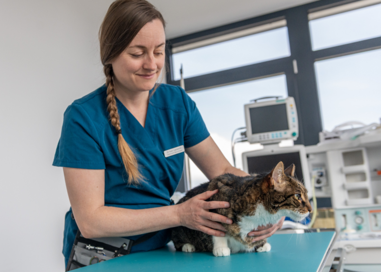 neurologie6-vetmidi-veterinaire